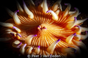 Violet spotted sea anemone
 by Peet J Van Eeden 